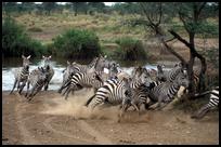 Tanzania: Zebra Crossing