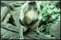 Fort Daulatabad, Monkey
