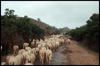 Udaipur, somewhere on the road to Mount Abu